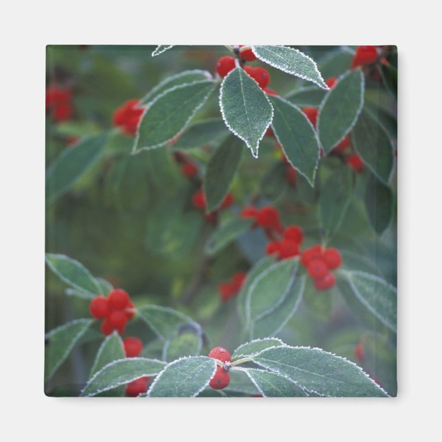 Nordamerika, Förenade Stater, Nya England. Holly Magnet (Framsidan)