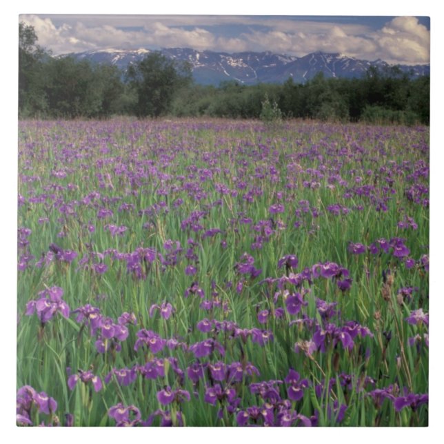 Nordamerika, Förenta staterna, Alaska, Anchorage,  Kakelplatta (Framsidan)