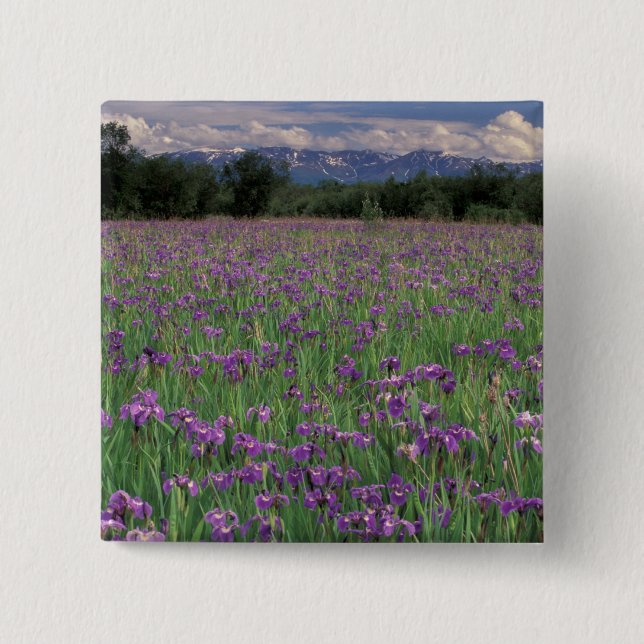 Nordamerika, Förenta staterna, Alaska, Anchorage,  Knapp (Framsida)