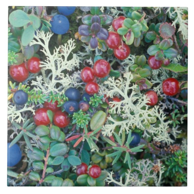 Nordamerika, Förenta staterna, Alaska, Landskap, b Kakelplatta (Framsidan)