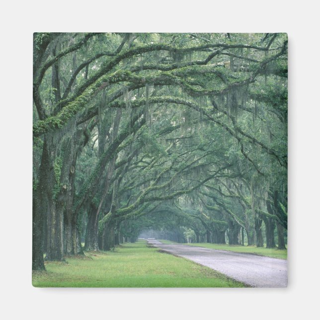 Nordamerika, Förenta staterna, Georgien, Savannah Magnet (Framsidan)