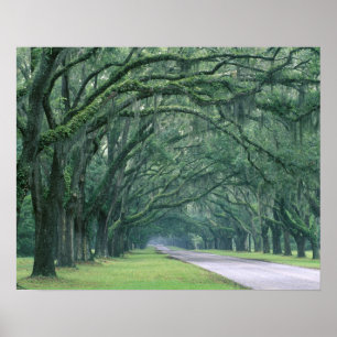 Nordamerika, Förenta staterna, Georgien, Savannah Poster