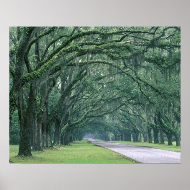 Nordamerika, Förenta staterna, Georgien, Savannah Poster (Framsidan)