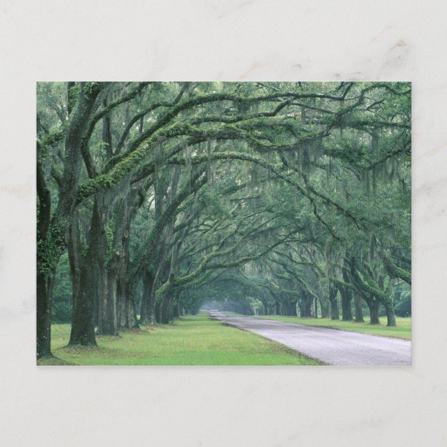 Nordamerika, Förenta staterna, Georgien, Savannah, Vykort (Framsida)