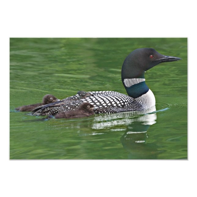 Nordamerika, Kanada, British Columbia Fototryck (Framsidan)