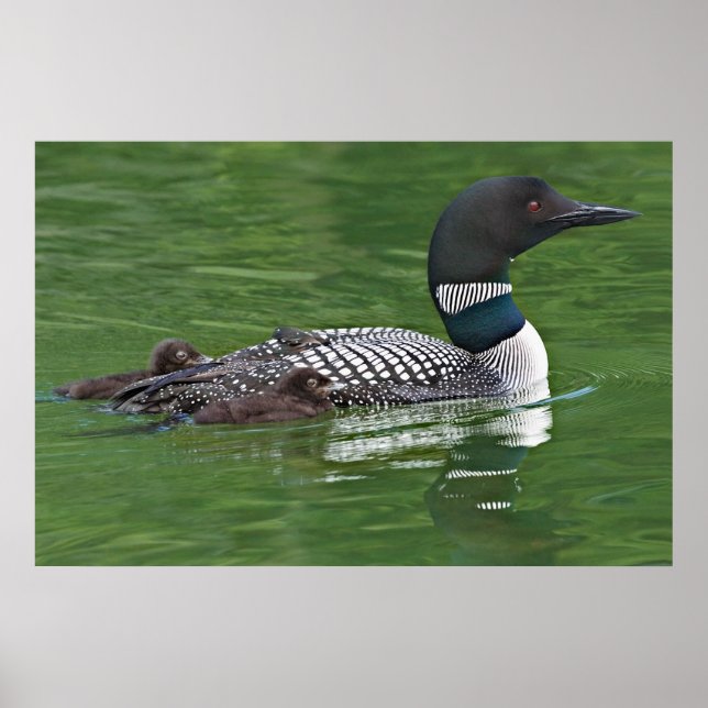 Nordamerika, Kanada, British Columbia, Lac 2 Poster (Framsidan)