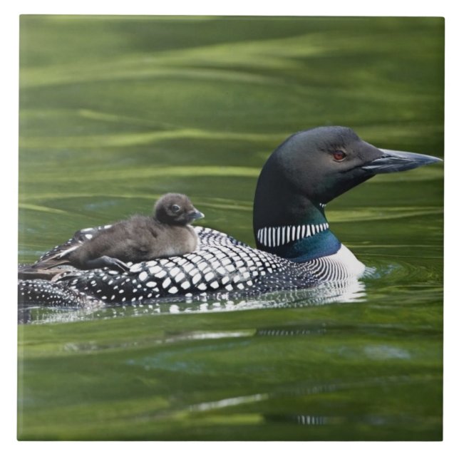 Nordamerika, Kanada, British Columbia, Lac Le Kakelplatta (Framsidan)