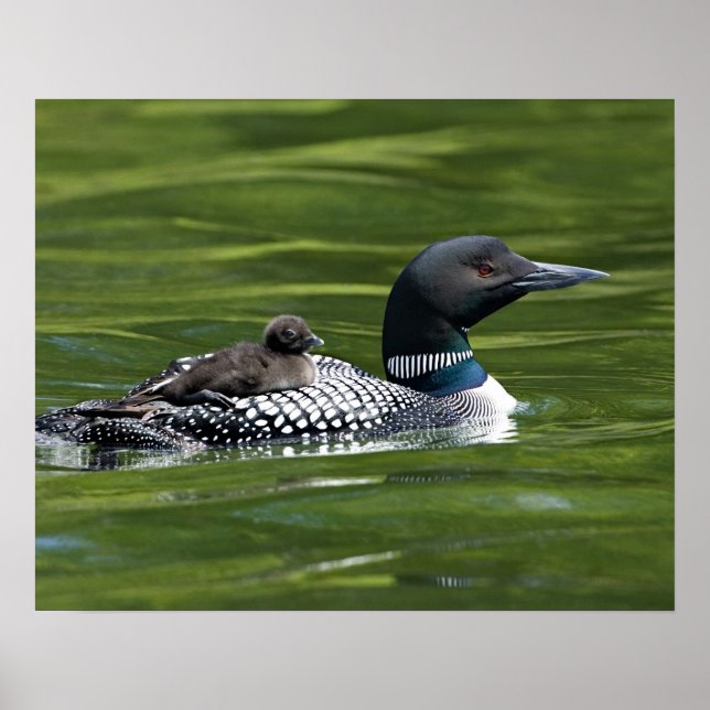 Nordamerika, Kanada, British Columbia, Lac Le Poster (Framsidan)