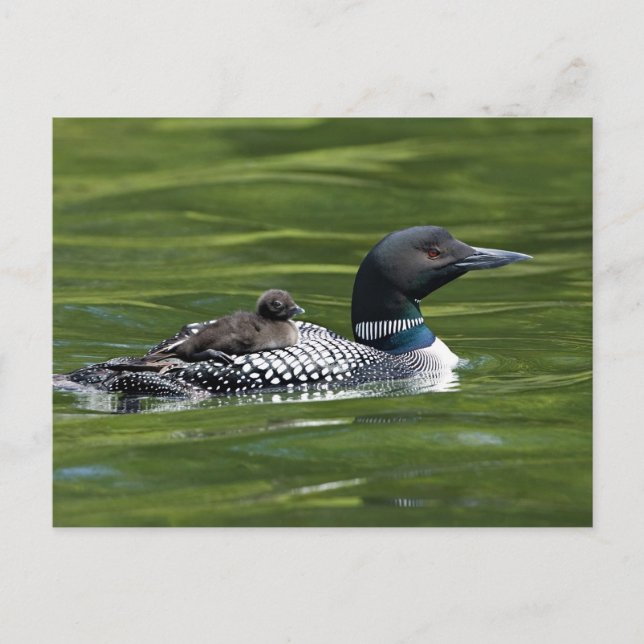 Nordamerika, Kanada, British Columbia, Lac Le Vykort (Framsida)