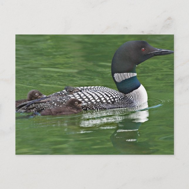 Nordamerika, Kanada, British Columbia Vykort (Framsida)