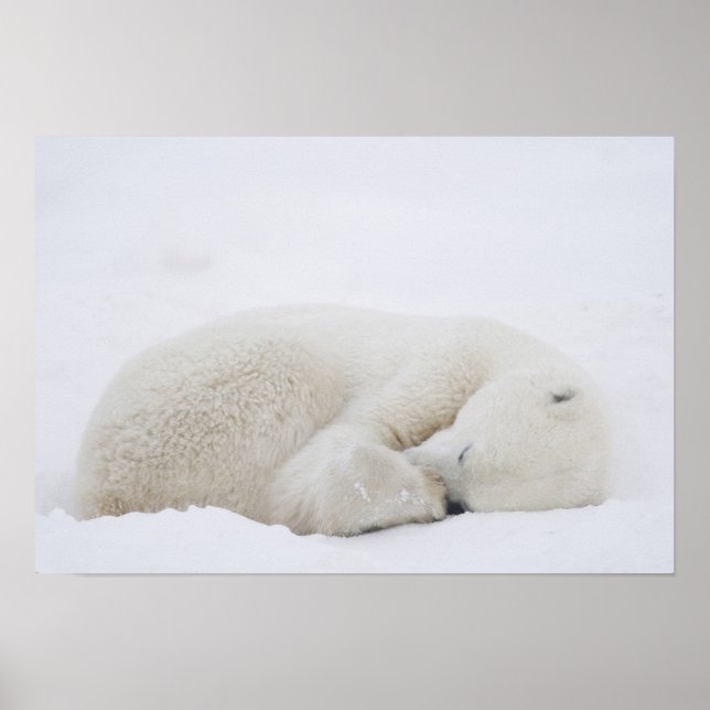 Nordamerika, Kanada, Manitoba, Churchill. 3 Poster (Framsidan)