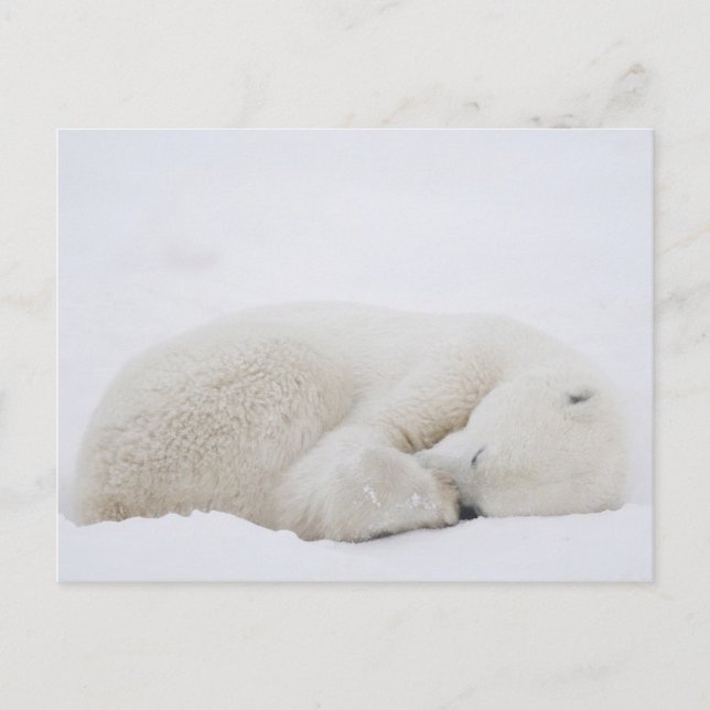 Nordamerika, Kanada, Manitoba, Churchill. 3 Vykort (Framsida)