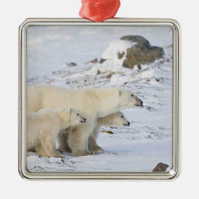 Nordamerika, Kanada, Manitoba, Churchill. 4 Julgransprydnad Metall (Framsidan)