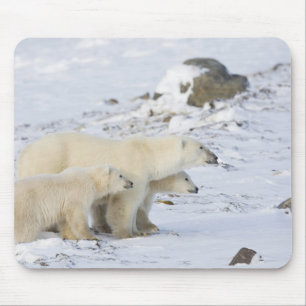 Nordamerika, Kanada, Manitoba, Churchill. 4 Musmatta