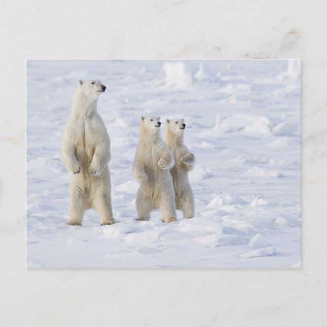 Nordamerika, Kanada, Manitoba, Churchill. 5 Vykort (Framsida)