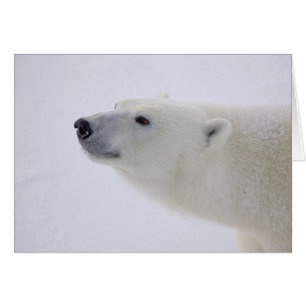 Nordamerika, Kanada, Manitoba, Churchill. 6 Hälsningskort