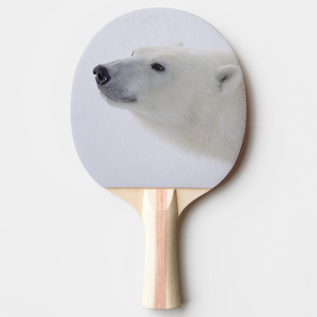 Nordamerika, Kanada, Manitoba, Churchill. 6 Pingisracket (Framsidan)