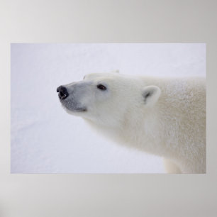 Nordamerika Kanada, Manitoba, Churchill. 7 Poster