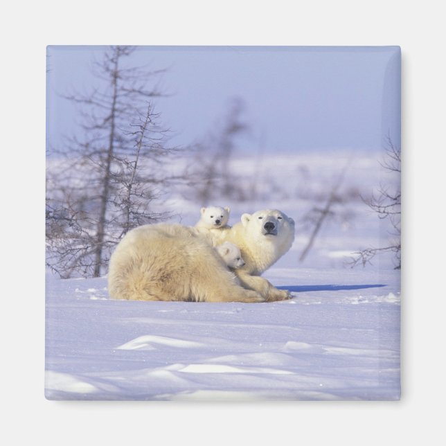 Nordamerika, Kanada, Manitoba, Churchill. 9 Magnet (Framsidan)