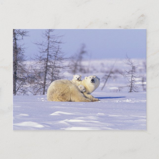 Nordamerika, Kanada, Manitoba, Churchill. 9 Vykort (Framsida)