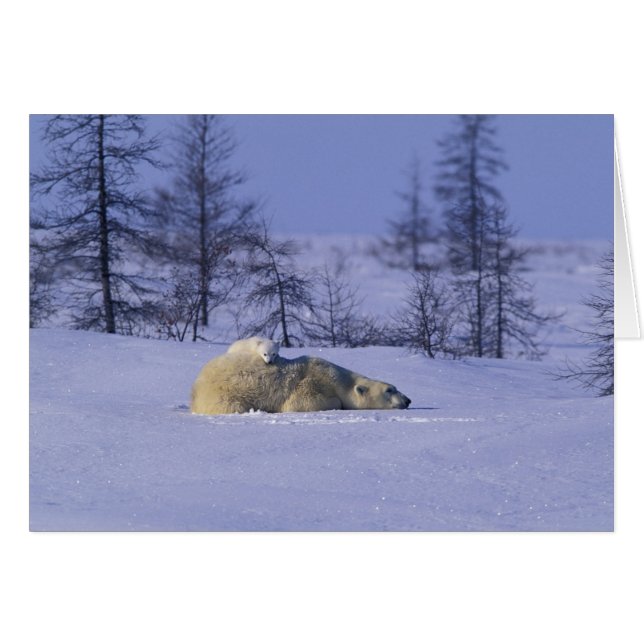 Nordamerika, Kanada, Manitoba, Churchill Hälsningskort (Framsidan Horizontal)