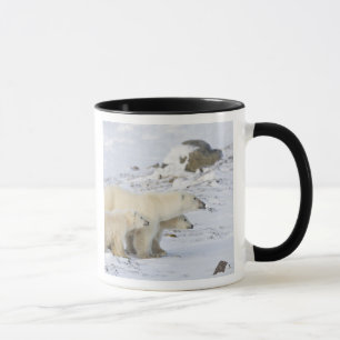 Nordamerika, Kanada, Manitoba, Churchill Mugg