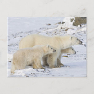 Nordamerika, Kanada, Manitoba, Churchill Vykort