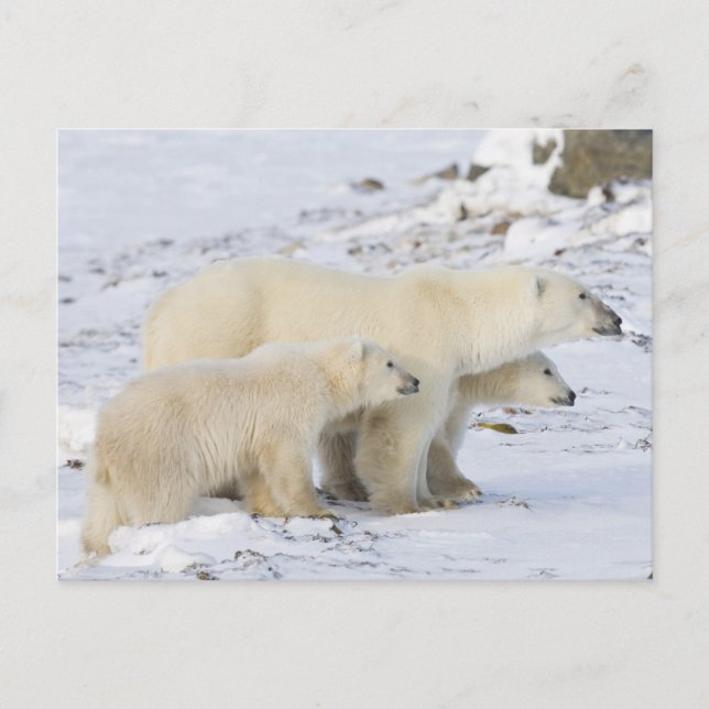 Nordamerika, Kanada, Manitoba, Churchill Vykort (Framsida)