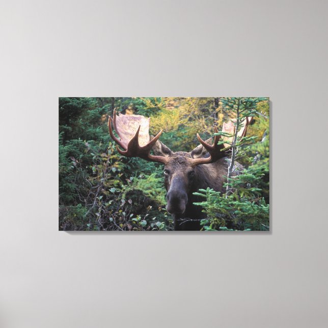 Nordamerika, Kanada, Nova Scotia, Cape Breton Canvastryck (Framsida)