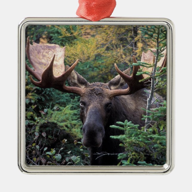 Nordamerika, Kanada, Nova Scotia, Cape Breton Julgransprydnad Metall (Framsidan)