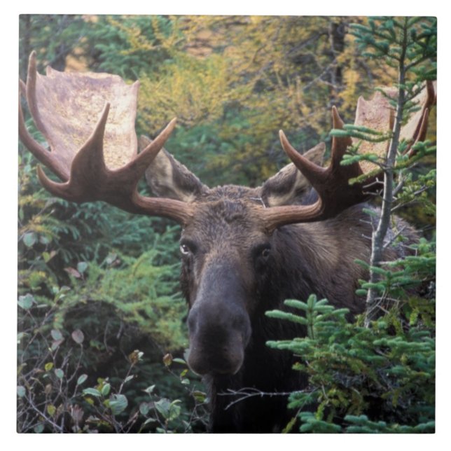 Nordamerika, Kanada, Nova Scotia, Cape Breton Kakelplatta (Framsidan)