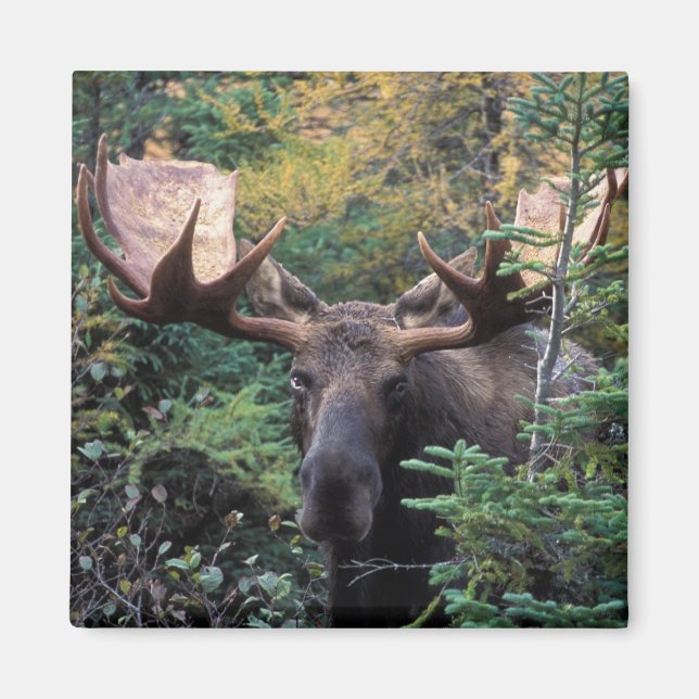 Nordamerika, Kanada, Nova Scotia, Cape Breton Magnet (Framsidan)