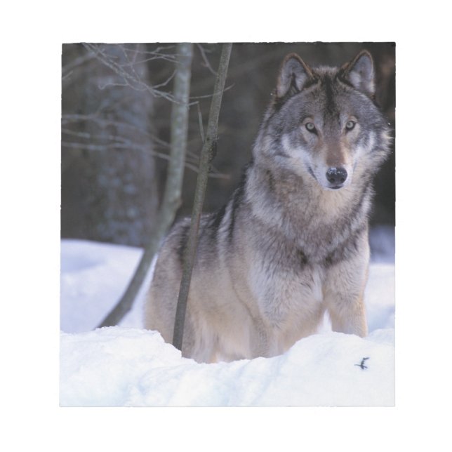 Nordamerika, Kanada, Östra Kanada, Gråvarg Anteckningsblock (Framsida)