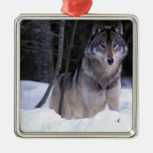 Nordamerika, Kanada, Östra Kanada, Gråvarg Julgransprydnad Metall