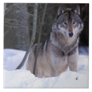 Nordamerika, Kanada, Östra Kanada, Gråvarg Kakelplatta