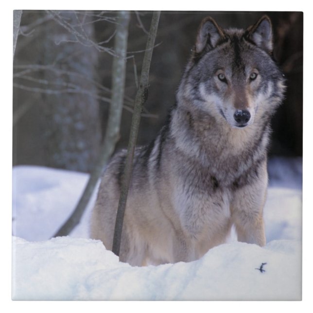 Nordamerika, Kanada, Östra Kanada, Gråvarg Kakelplatta (Framsidan)