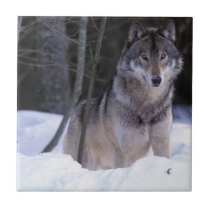 Nordamerika, Kanada, Östra Kanada, Gråvarg Kakelplatta
