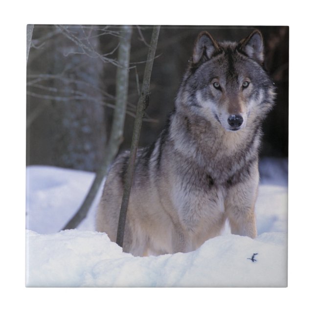 Nordamerika, Kanada, Östra Kanada, Gråvarg Kakelplatta (Framsidan)