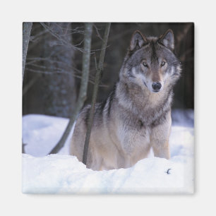 Nordamerika, Kanada, Östra Kanada, Gråvarg Magnet