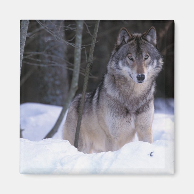 Nordamerika, Kanada, Östra Kanada, Gråvarg Magnet (Framsidan)