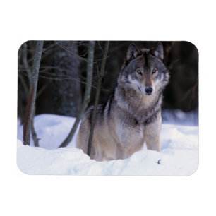 Nordamerika, Kanada, Östra Kanada, Gråvarg Magnet