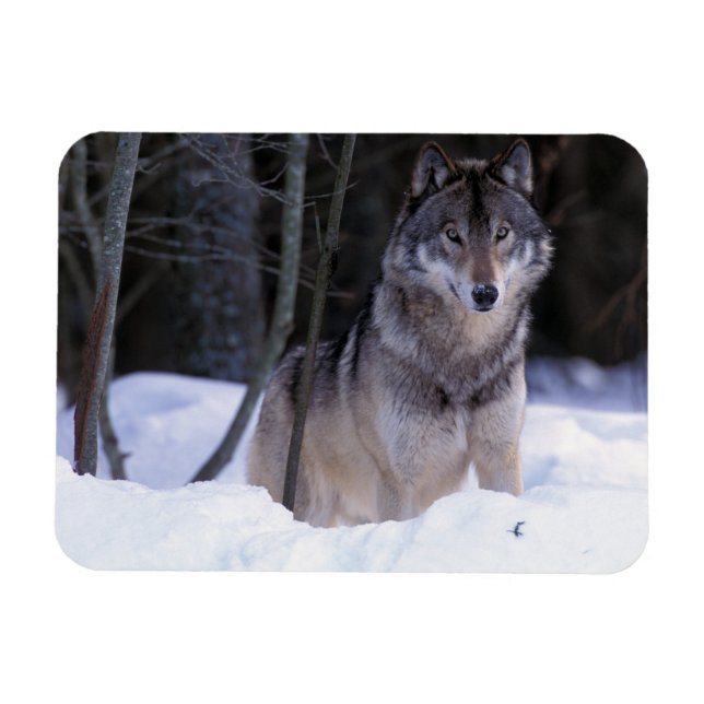 Nordamerika, Kanada, Östra Kanada, Gråvarg Magnet (Horisontell)