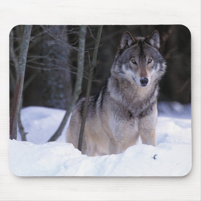 Nordamerika, Kanada, Östra Kanada, Gråvarg Musmatta (Framsidan)