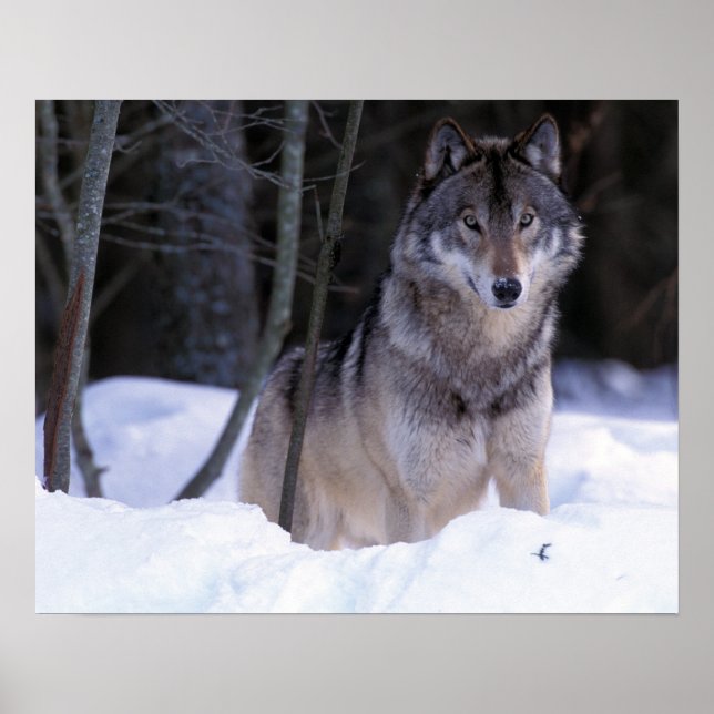 Nordamerika, Kanada, Östra Kanada, Gråvarg Poster (Framsidan)