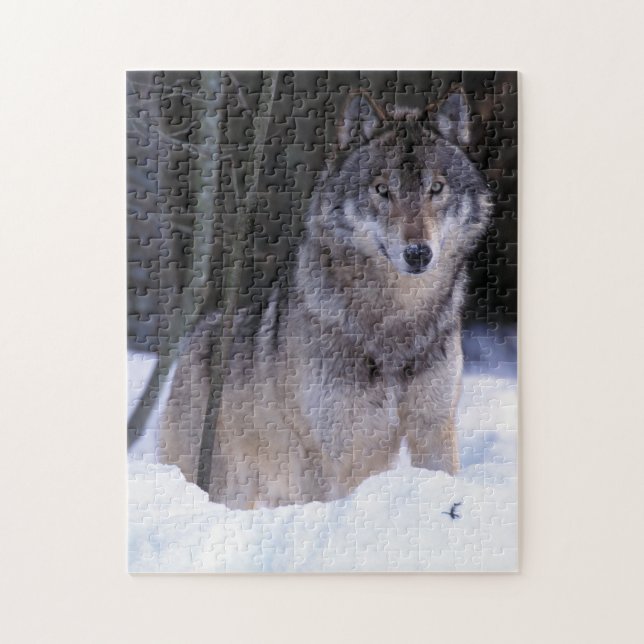 Nordamerika, Kanada, Östra Kanada, Gråvarg Pussel (Vertikal)