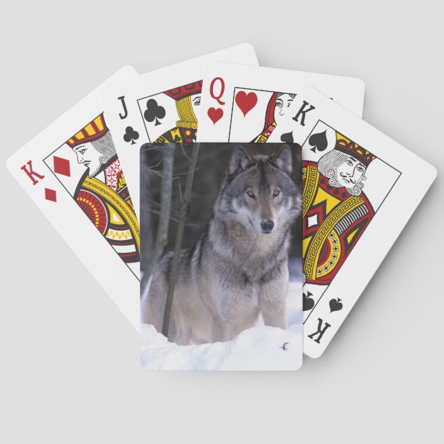 Nordamerika, Kanada, Östra Kanada, Gråvarg Spel Kort (Baksidan)