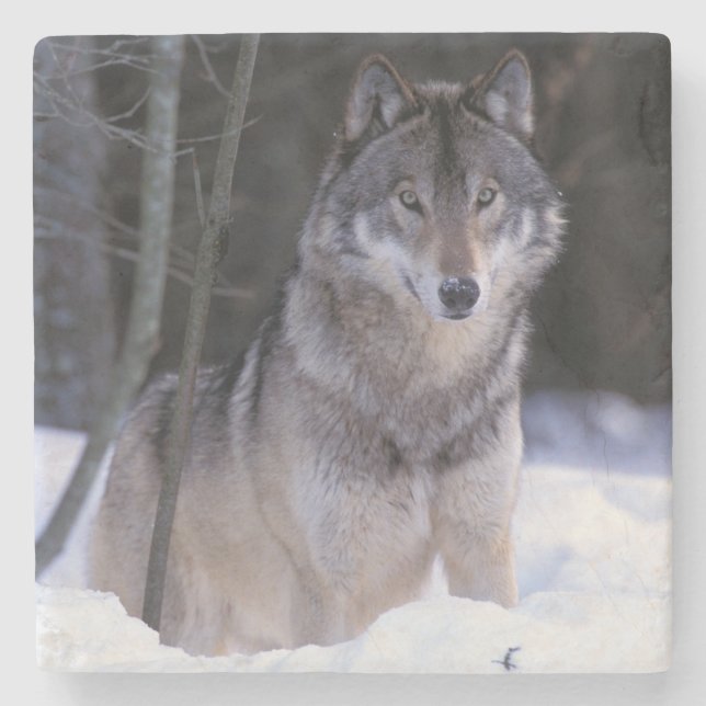 Nordamerika, Kanada, Östra Kanada, Gråvarg Underlägg Sten (Framsidan)