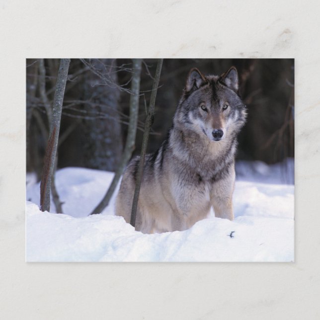 Nordamerika, Kanada, Östra Kanada, Gråvarg Vykort (Framsida)