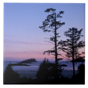 Nordamerika, Kanada, Vancouver Island, träd Kakelplatta