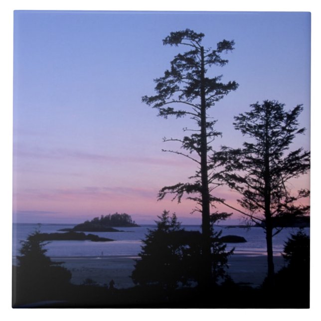 Nordamerika, Kanada, Vancouver Island, träd Kakelplatta (Framsidan)